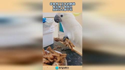鹦鹉吃鸡瓜视频,揭秘吃鸡瓜的欢乐瞬间
