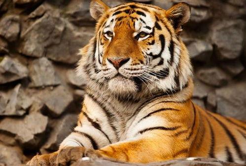 一诺初晨骂老虎视频吃瓜,吃瓜群众围观网络风云