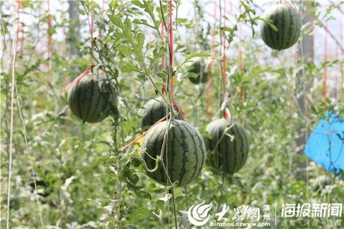 肇庆四会吃瓜事件视频最新,一场引发热议的街头冲突真相揭秘”