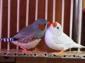 珍珠鸟可以吃瓜菜吗视频,瓜菜成为新宠