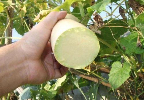 砍瓜怎么砍着吃视频讲解,砍瓜新吃法，轻松解锁美味新境界