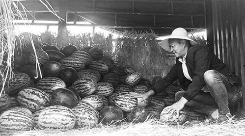 泗水县吃瓜群众事件视频,一场网络舆论的风暴与反思