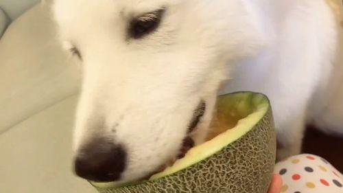 吃瓜大白视频在线观看免费,热门视频一网打尽