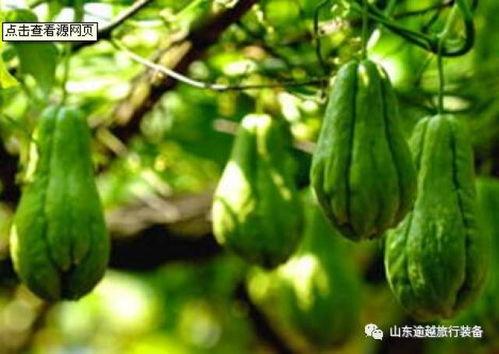 古柏瓜怎么吃最好吃呢视频,视频教你如何吃出最佳口感