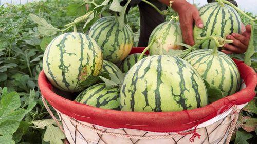 西瓜熟了吃瓜视频,一起解锁夏日美味时光