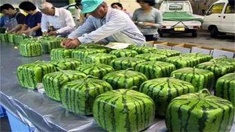 大南圆瓜怎么吃最好吃视频,视频教你如何烹饪最佳口感