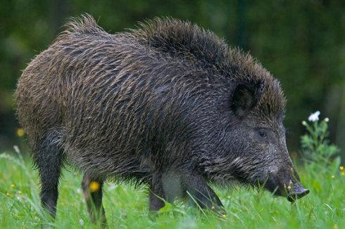 野猪吃瓜的视频大全下载,趣味横生的动物食趣瞬间