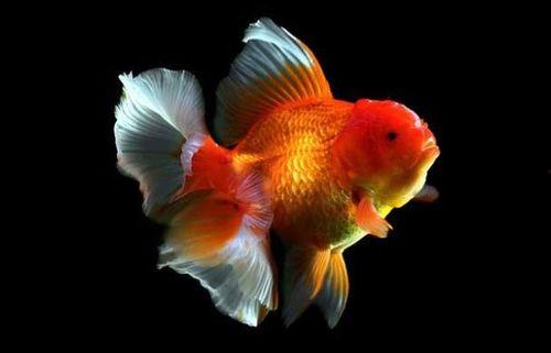 金鱼吃瓜视频在线,一场奇妙的视觉盛宴