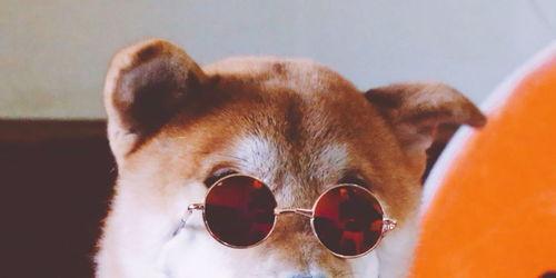 和狗哥看吃瓜视频的是谁,和狗哥一起吃瓜的神秘人物是谁？