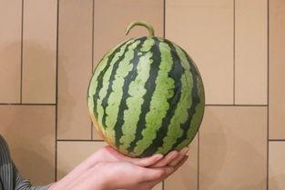 38度高温吃瓜视频,38度高温下的清凉“瓜”事