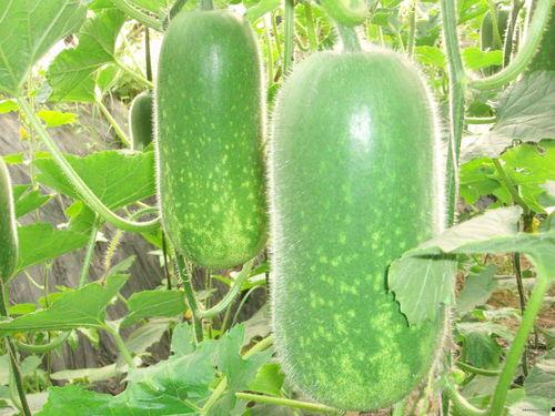 小孩子吃土瓜视频大全图片,小宝贝们欢乐吃土瓜瞬间集锦