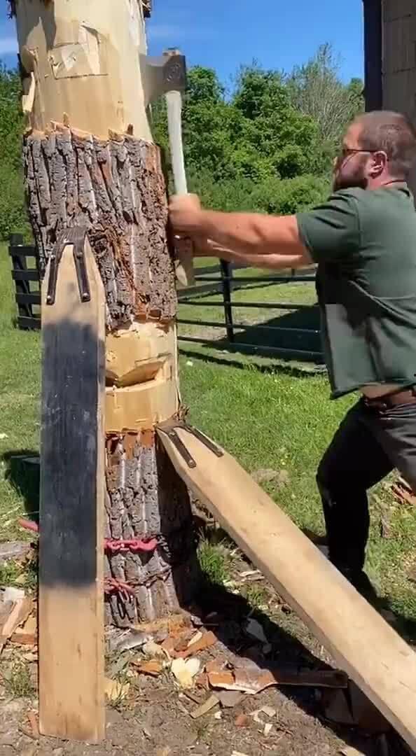 老外吃瓜砍树视频播放,视频播放量爆表！