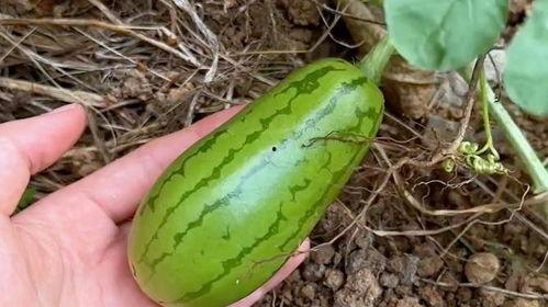 这就是吃瓜原视频,一场视觉盛宴的幕后故事