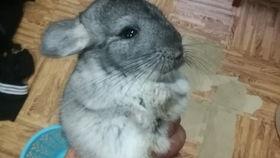 吃瓜龙猫夫妇视频在线观看,在线观看甜蜜满溢