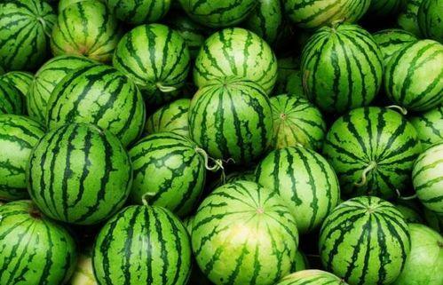 夏日吃瓜美食视频,瓜果飘香——解锁夏日吃瓜美食新体验