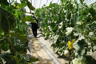 园园吃瓜的视频,揭秘娱乐圈幕后故事