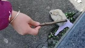 老鼠会吃土瓜吗视频播放,土瓜会成为老鼠的美食吗？