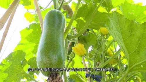 湾湾民调吃瓜视频