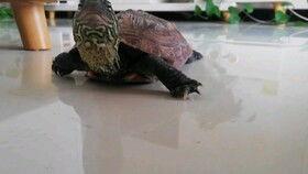 龟人吃瓜的视频,趣味横生的自然奇观