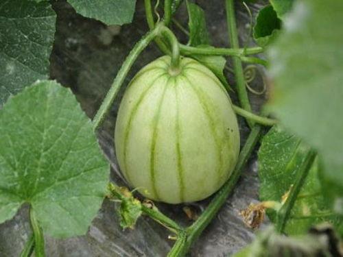 知名网红视频外流吃瓜,一场网络狂欢的真相大起底